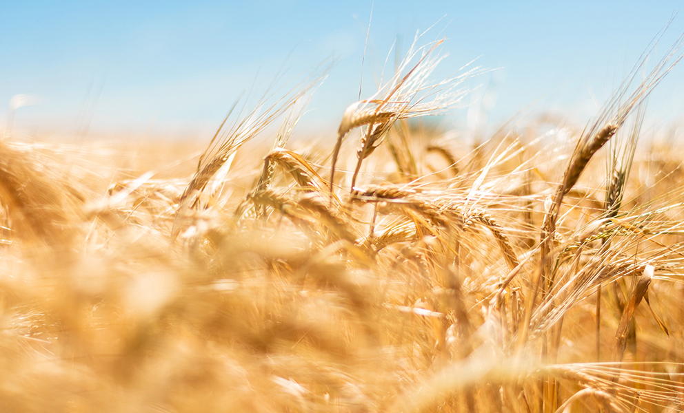 Freeze Concern Hits Wheat Farms